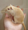 /album/gerbil/a26-jpg/