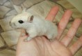 /album/gerbil/a68-jpg/