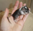 /album/gerbil/panda-jpg/