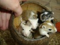 /album/gerbil/a15-jpg/