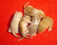 /album/gerbil/ff-jpg/